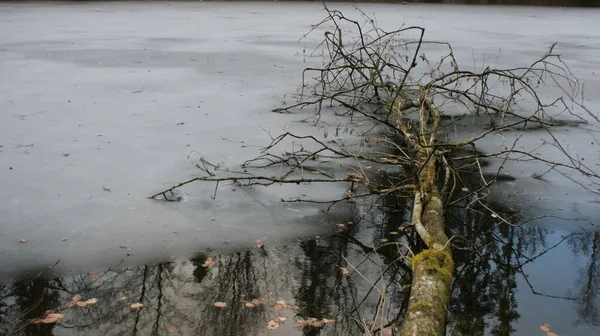 Árvore Lago Congelado — Fotografia de Stock