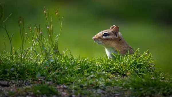 Closeup Shot Adorable Cute Chipmunk — Stock Photo, Image