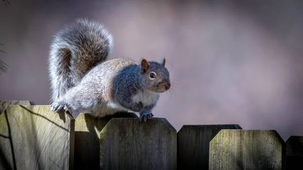 Closeup Shot Adorable Cute Squirrel Wooden Fence — Stock Photo, Image