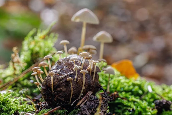 Macro Shot Baeospora Myosura Mushrooms Grown Acorn Surrounded Small Green — Stock Photo, Image