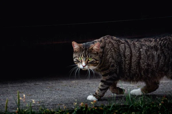 Roztomilá Evropská Krátkosrstá Kočka Kráčející Stezce Dívající Kamery — Stock fotografie