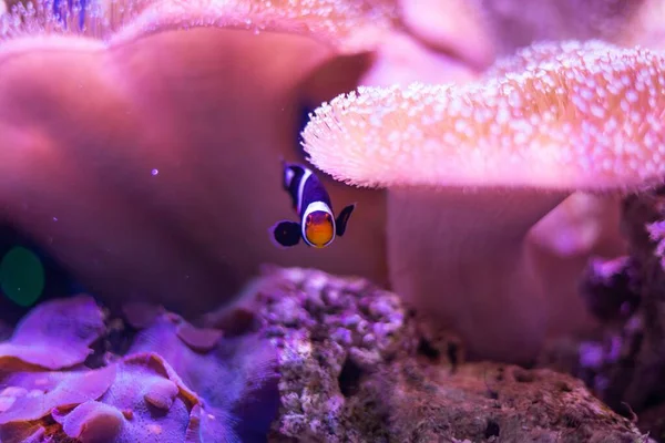 Closeup View Black Clownfish Pink Aquarium Tank — Stock Photo, Image
