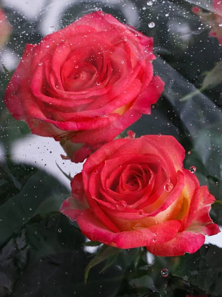 Pionowy Strzał Różowych Róż Przez Szklane Okno Kroplami Wody — Zdjęcie stockowe
