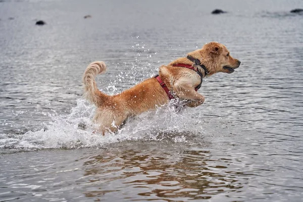 Una Toma Vertical Lindo Golden Retriever Corriendo Jugando Con Agua — Foto de Stock