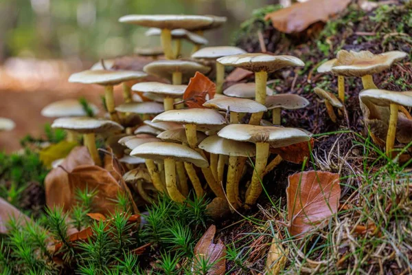 Close Dos Cogumelos Tufo Enxofre Chão Com Pequenas Plantas Verdes — Fotografia de Stock