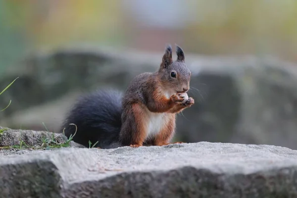 Esquilo Vermelho Comendo Nozes Uma Rocha — Fotografia de Stock