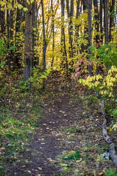 Een Bos Omringd Door Dichte Bomen Herfst — Stockfoto