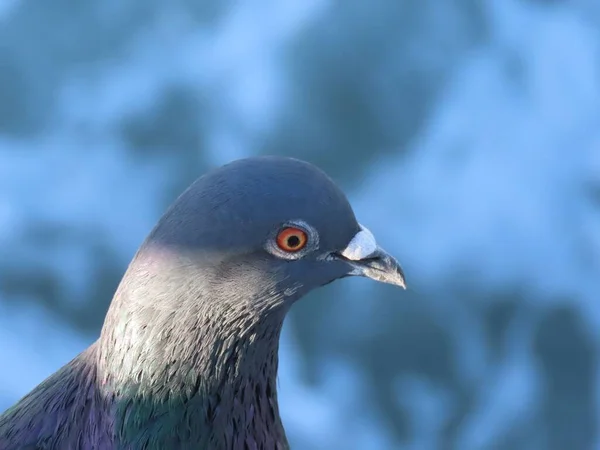 Closeup Side Portrait Adorable Feral Pigeon Gray Feathers Small Beak — Stock Photo, Image