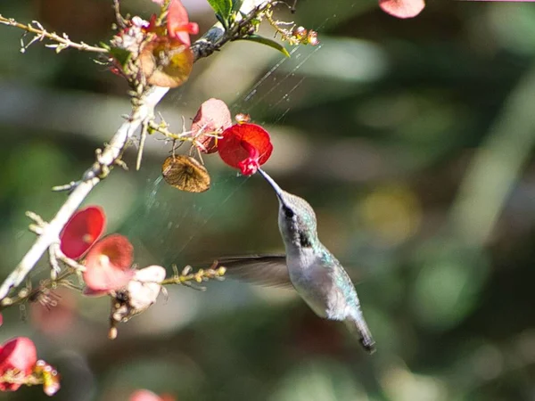 Ochna Çiçeğinden Nektar Toplayan Bir Arı Sinekkuşunun Yakın Çekimi — Stok fotoğraf