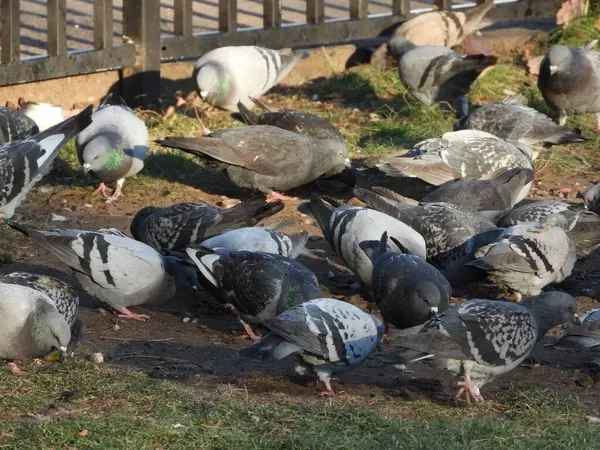 Flock Pigeons Eating Ground — Stock Photo, Image