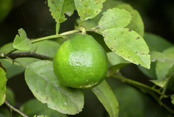 Tiro Close Limão Verde Suculento Crescendo Galho Árvore — Fotografia de Stock