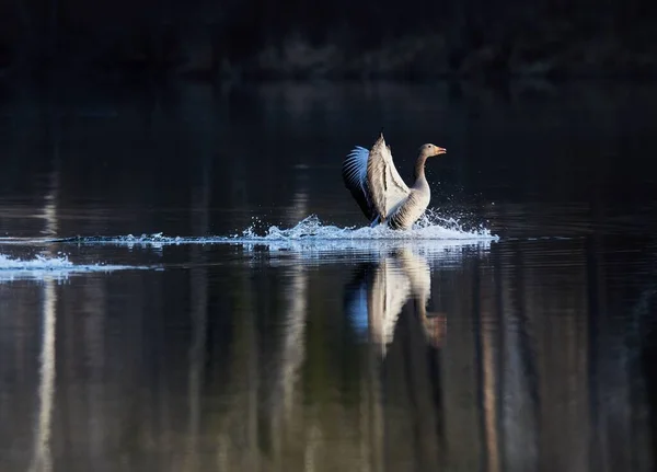 德国巴伐利亚伊萨河畔的一个湖上 一只美丽的野生棕鹅拍下了它的照片 — 图库照片