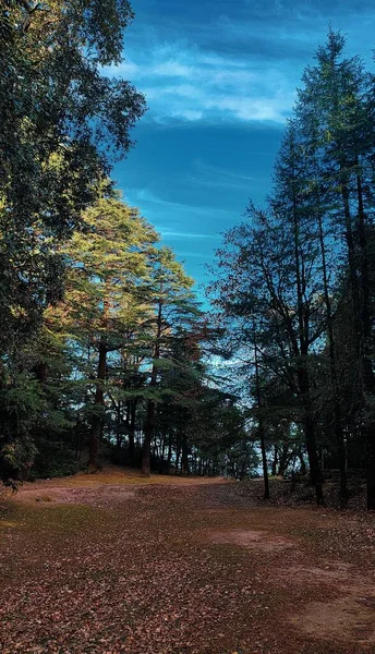 Pionowe Ujęcie Zielonych Jodłowych Drzew Lesie — Zdjęcie stockowe