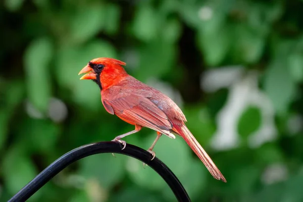 Closeup Northern Cardinal Blurry Green Leaves Background — Stock Photo, Image