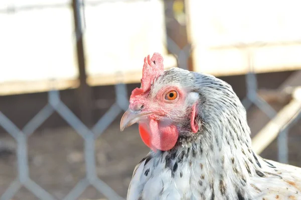 金属メッシュフェンスの後ろの農場で鶏の閉鎖 — ストック写真