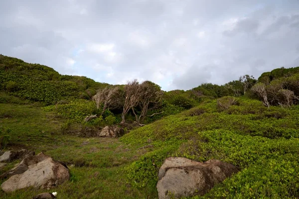 美丽的绿色岩石山谷 绿树成荫 绿草茂盛 — 图库照片