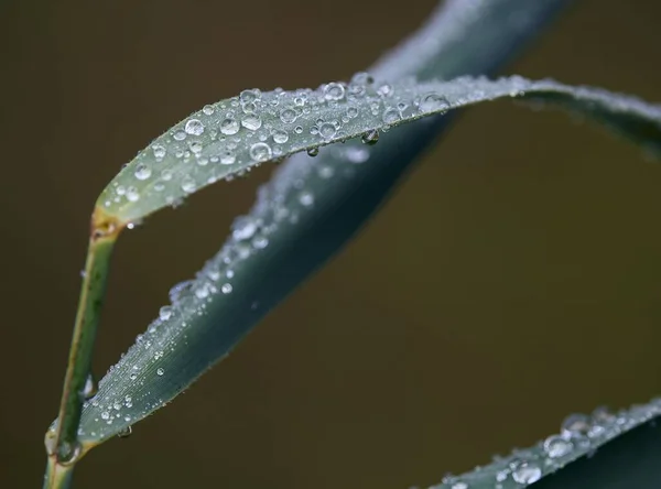 Μια Μακρο Λήψη Πρωινού Νερού Δροσιάς Πέφτει Ένα Πράσινο Φύλλο — Φωτογραφία Αρχείου