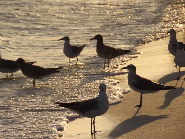 日落时 一群笑着的海鸥站在沙滩上和海里 — 图库照片