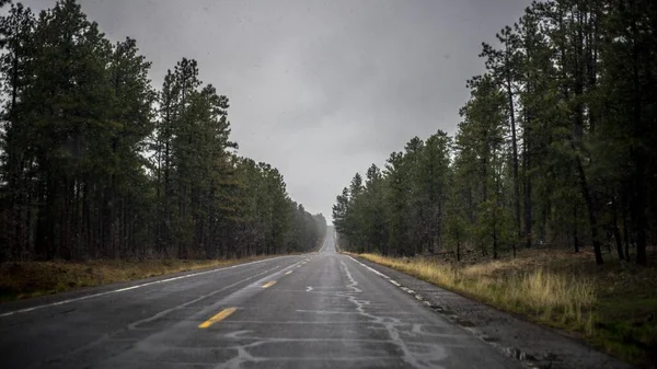 曇りの日に木や森を走るアスファルトの道 — ストック写真