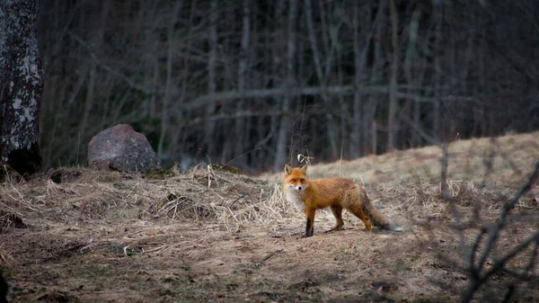 昼間は木に囲まれた森の真ん中に立つ可愛い赤い狐 — ストック写真