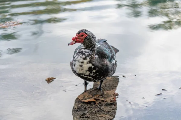 Nahaufnahme Einer Moskauer Ente Wasser — Stockfoto