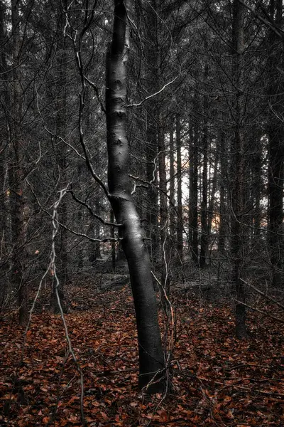 Bosque Sombrío Con Árboles Oscuros Hojas Naranjas Caídas Día Otoño — Foto de Stock