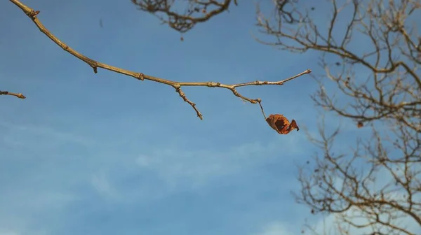Nahaufnahme Eines Trockenen Blattes Auf Einem Zweig — Stockfoto