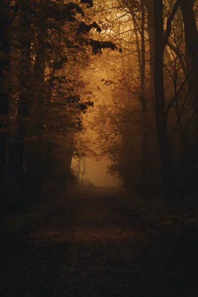 Туманна Стежка Лісі Помаранчевим Сонячним Світлом — стокове фото