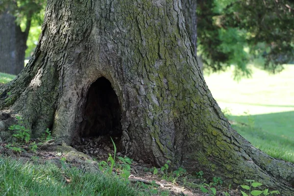 Eine Nahaufnahme Eines Baumstammes Mit Einem Großen Loch — Stockfoto