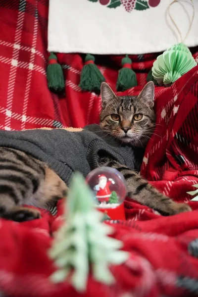 クリスマスの背景デザインのグレーのシャツを着たかわいいストライプの猫 — ストック写真