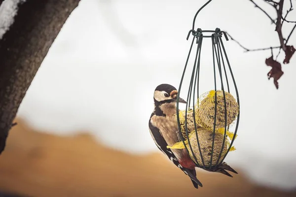 Zbliżenie Dzięcioła Karmniku Dla Ptaków Niewyraźnym Tle — Zdjęcie stockowe