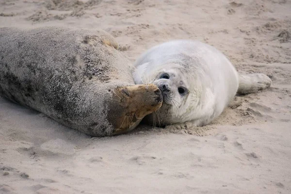 Adoráveis Selos Brancos Marrons Abraçando Beijando Enquanto Deitado Praia Areia — Fotografia de Stock