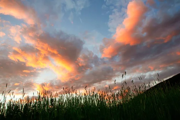 Niski Kąt Ujęcia Zielonej Trawy Polu Przeciw Zachmurzonemu Niebu Zachodzie — Zdjęcie stockowe