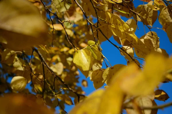 Вибірка Жовтого Осіннього Листя Дереві — стокове фото
