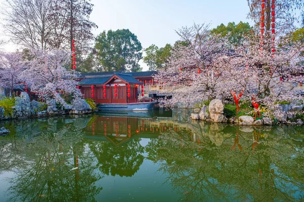 East Lake Cherry Blossom Park Também Chamado Wuhan Moshan Cherry — Fotografia de Stock