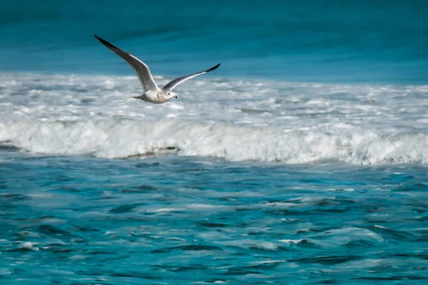 在波涛汹涌的海面上的海鸥 — 图库照片