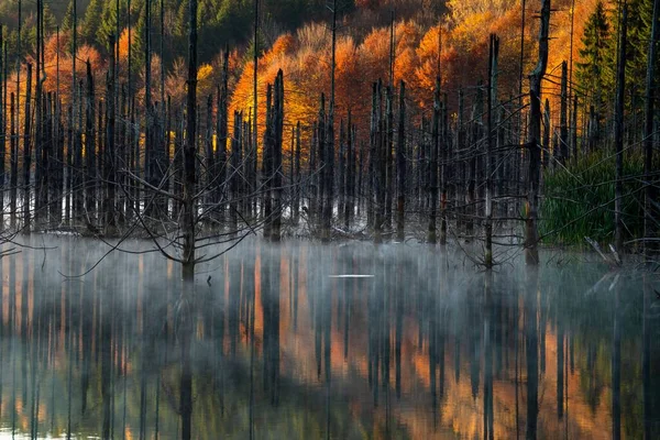 Uma Bela Vista Das Árvores Reflexão Sobre Água — Fotografia de Stock