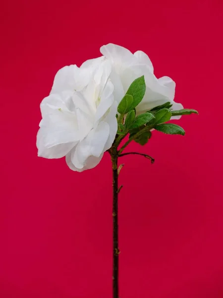 Kırmızı Bir Ortamda Beyaz Bir Gül Çiçeği Yetişir Arkaplan — Stok fotoğraf