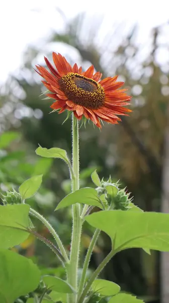 Rare Sunflower Red Petals Vertical Shot — Stock Photo, Image