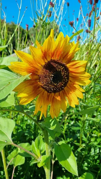 Eine Vertikale Nahaufnahme Einer Schönen Sonnenblume Die Auf Einem Grünen — Stockfoto