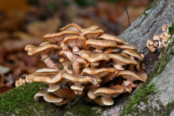 Nahaufnahme Eines Haufens Wilder Austernpilze Auf Einer Bemoosten Baumoberfläche — Stockfoto