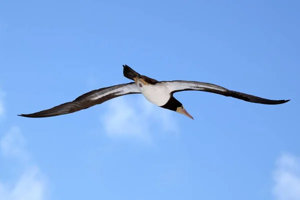 Mavi Gökyüzüne Doğru Uçan Kahverengi Bir Meme — Stok fotoğraf