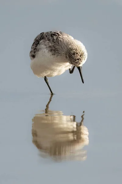 反射する水の上に広がるサンダリング鳥の垂直クローズアップショット — ストック写真