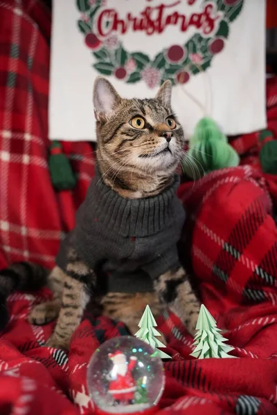 クリスマスの背景デザインのグレーのシャツを着たかわいいストライプの猫 — ストック写真