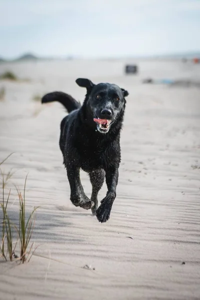 Eine Vertikale Aufnahme Eines Schwarzen Labrador Retrievers Der Strand Läuft — Stockfoto