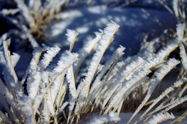 Zbliżenie Zamarzniętego Krzewu Śnieżnej Ziemi Zimie — Zdjęcie stockowe