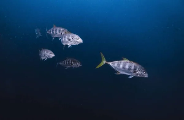 Школа Тунця Королівської Риби Плаває Під Водою — стокове фото