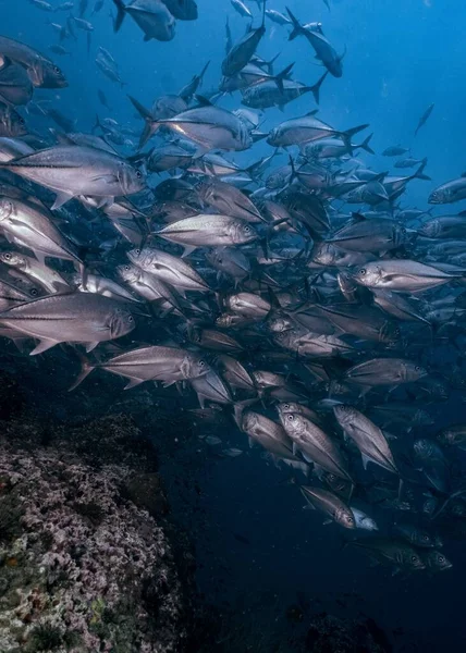 Вертикальний Знімок Школи Рибного Тунця Плаває Під Водою — стокове фото