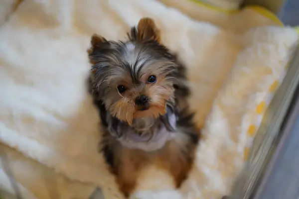 かわいいヨークシャー テリアの子犬とふわふわの茶色の毛皮 — ストック写真