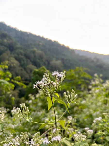 Close Vertical Chromolaena Odorata Planta Com Montanhas Fundo — Fotografia de Stock